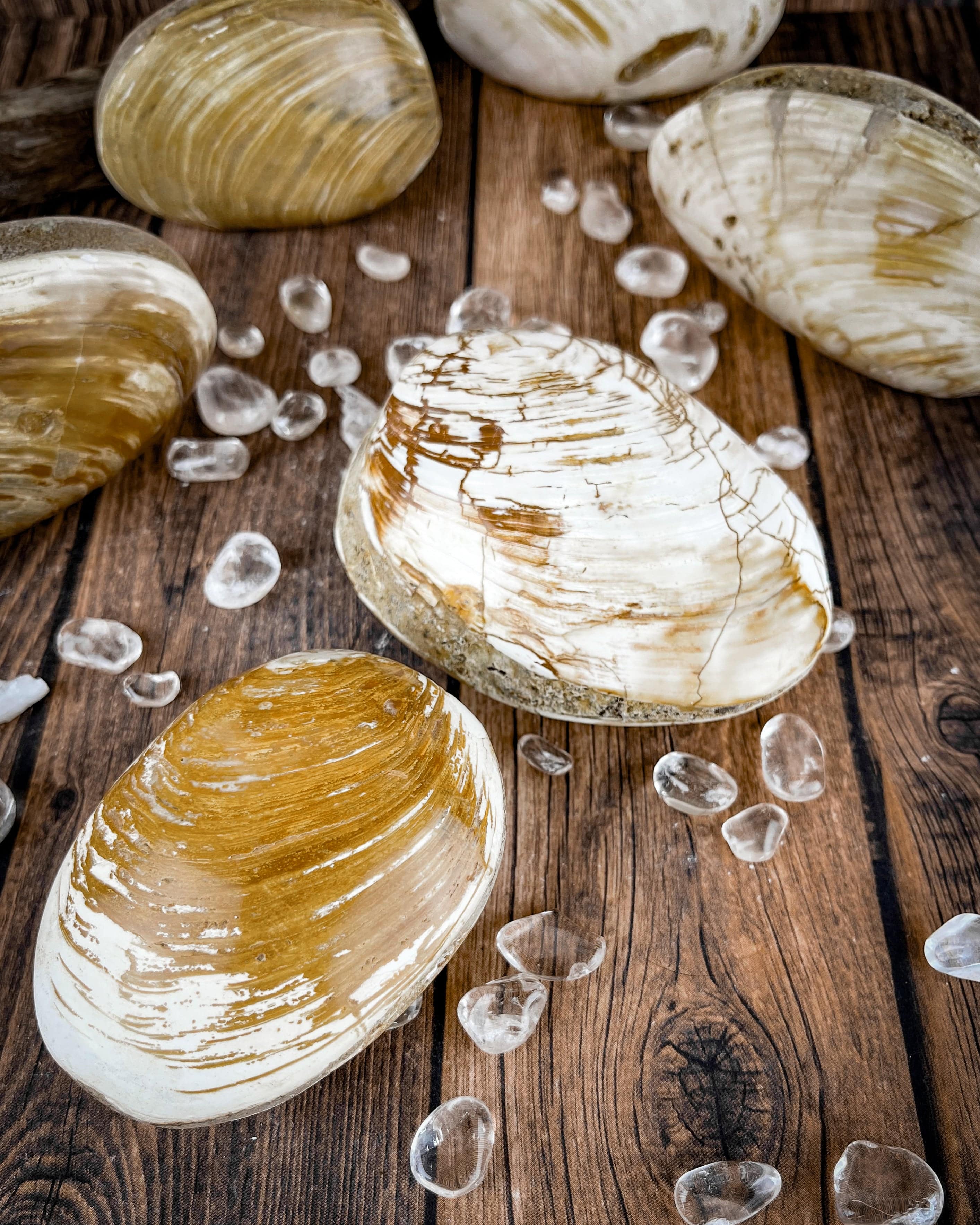 Authentic Fossilized Clam Shells for Collectors - Natural Seashell Specimens for Home Decor, Classroom Display & Jewelry Making