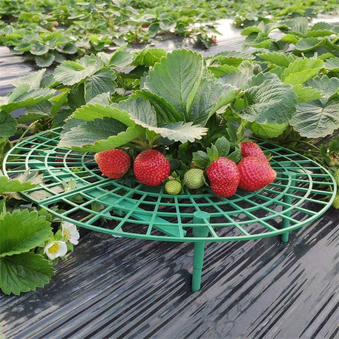 10 Pack Strawberry Supports - Fruit Elevation Rack for Gardening, Balcony Planting, Flower & Vine Climbing Stand | Perfect for Raised Bed Gardens, Vertical Farming & Homegrown Berry Protection