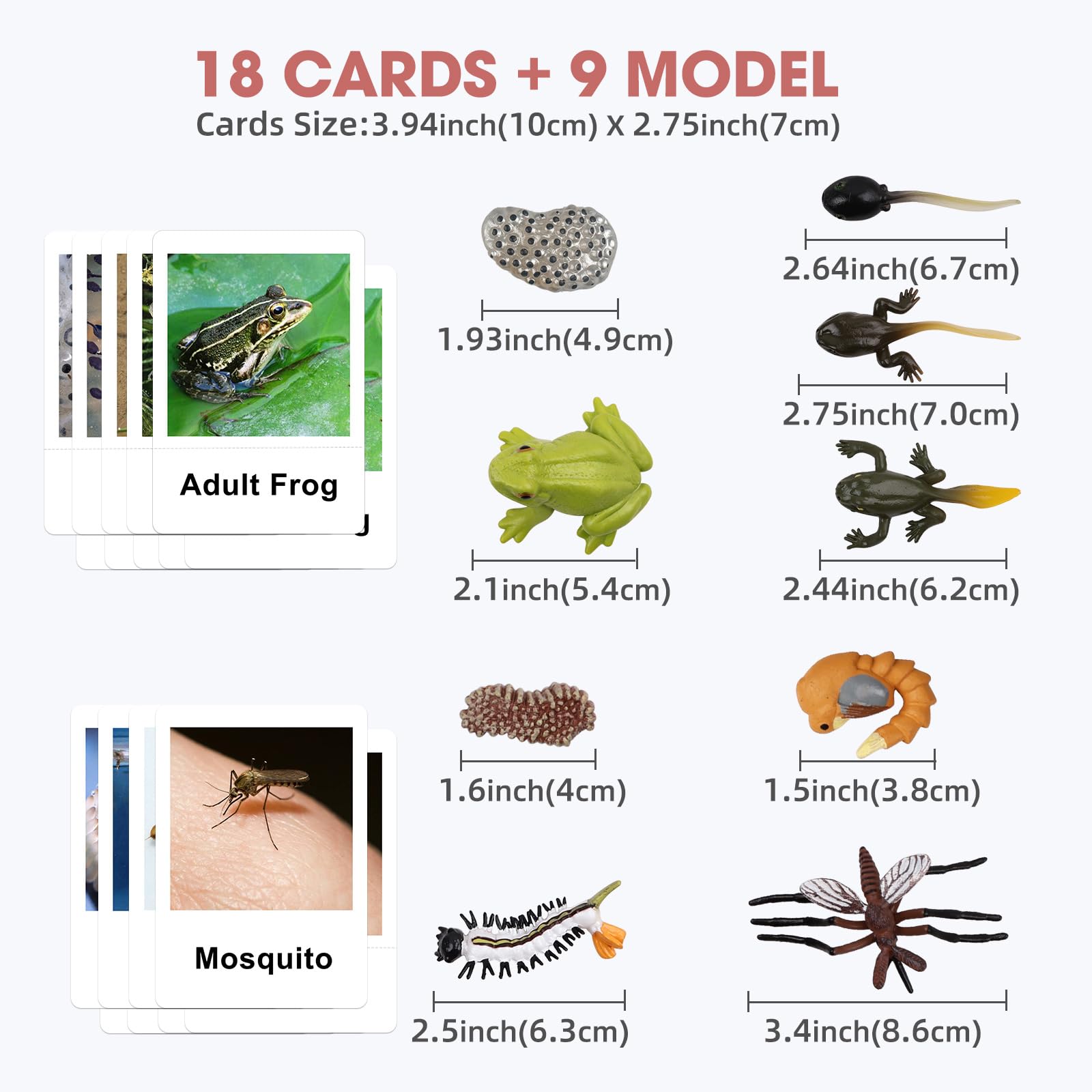 Live Tadpole to Frog Life Cycle Educational Toys for Kids 3-5 | Mosquito & Bug Figurines Set | Animal Matching Game for Toddlers | Preschool Science Learning Toys for Classroom & Homeschooling