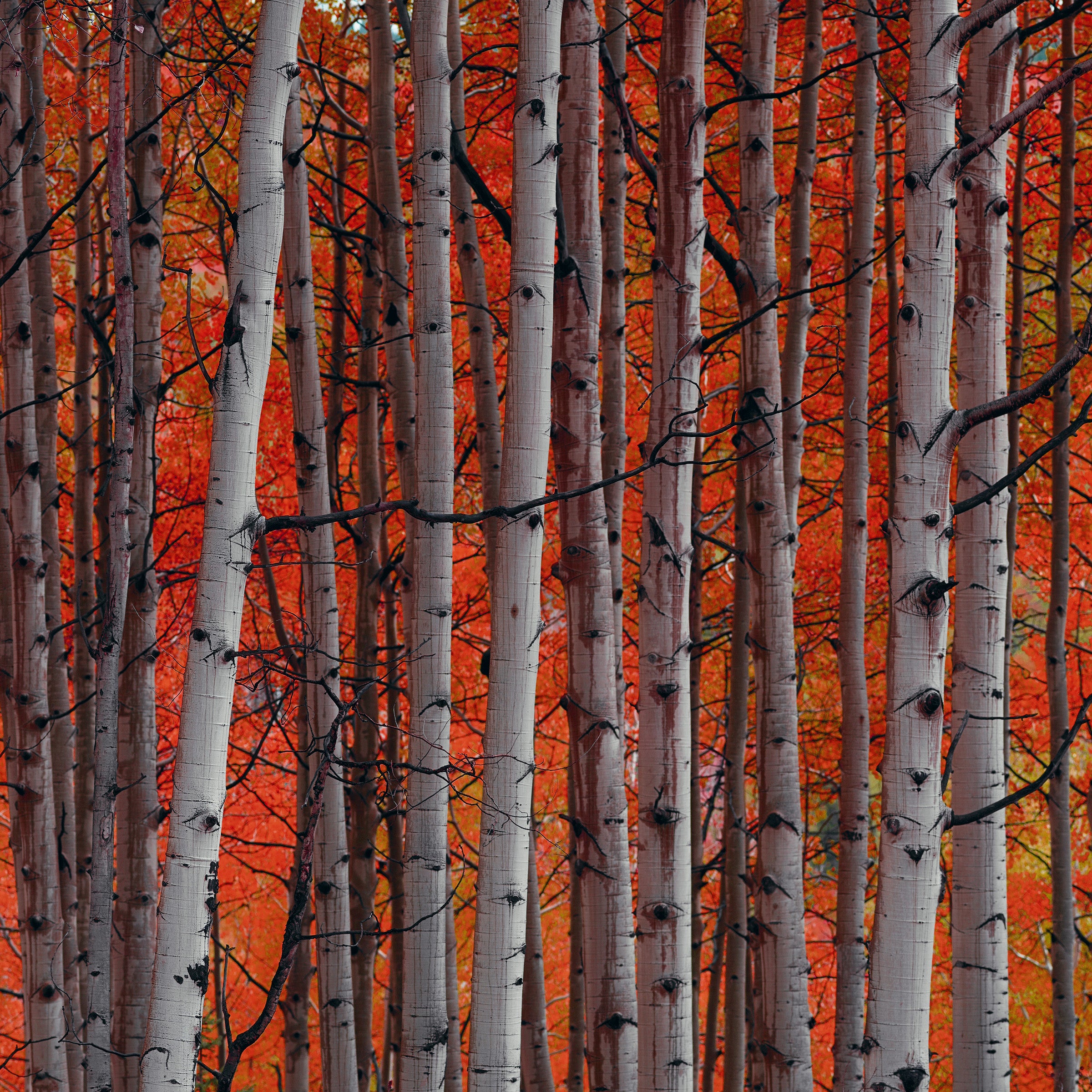 Autumn Secret - Cozy Fall Fashion & Accessories for Women | Perfect for Layering, Outdoor Adventures & Seasonal Style