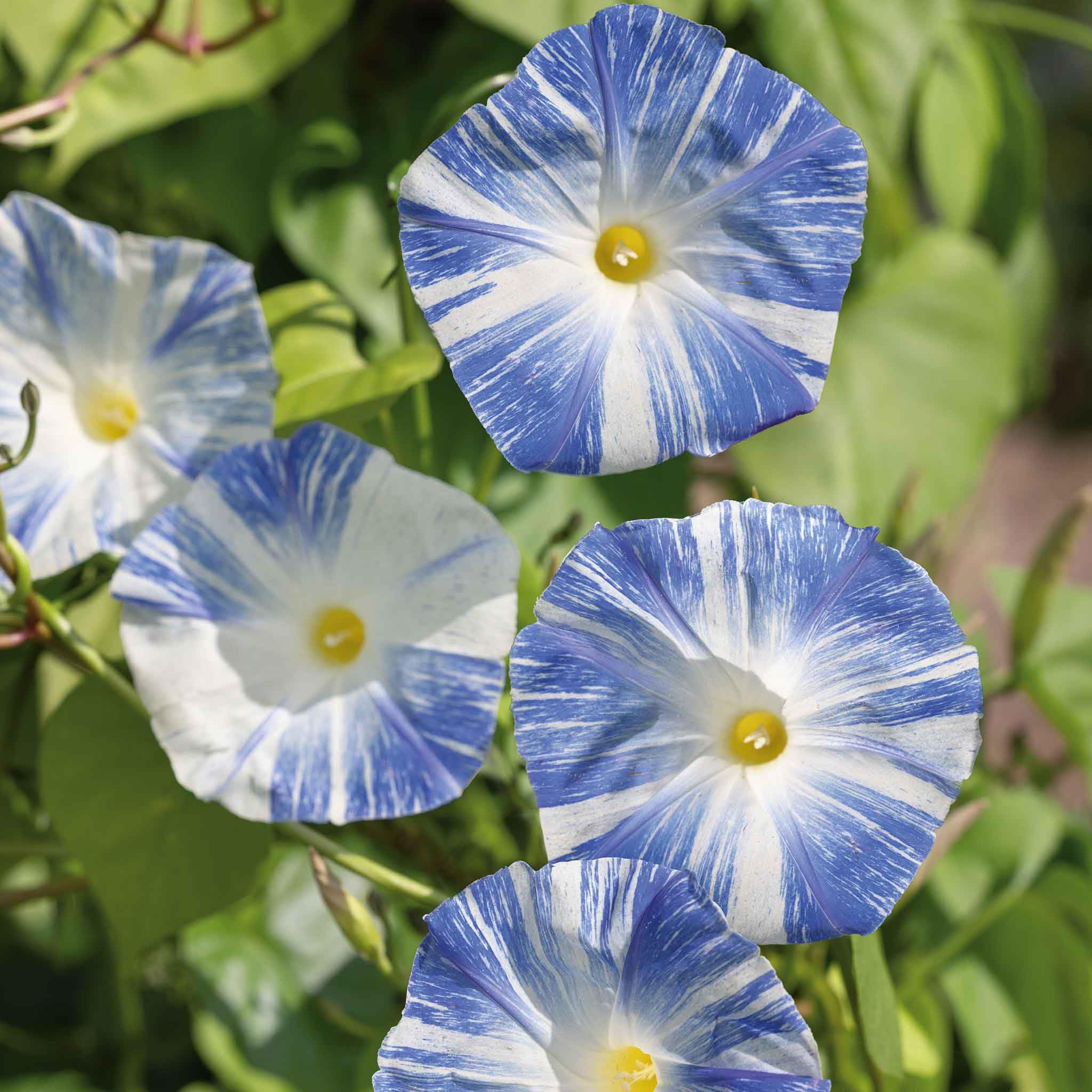 Eden Brothers Morning Glory Seeds - Flying Saucers Variety | Non-GMO Flower Seeds for Planting | Easy-Grow, Low Maintenance | Spring Planting for USDA Zones 1-10 | Perfect for Garden Borders, Trellises & Container Gardening