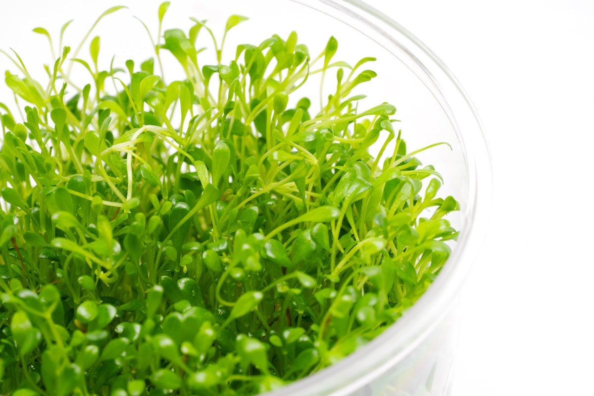 Glossostigma Elatinoides - Premium Aquatic Carpet Plant for Freshwater Aquariums | Perfect for Foreground Planting, Aquascaping, and Nano Tanks