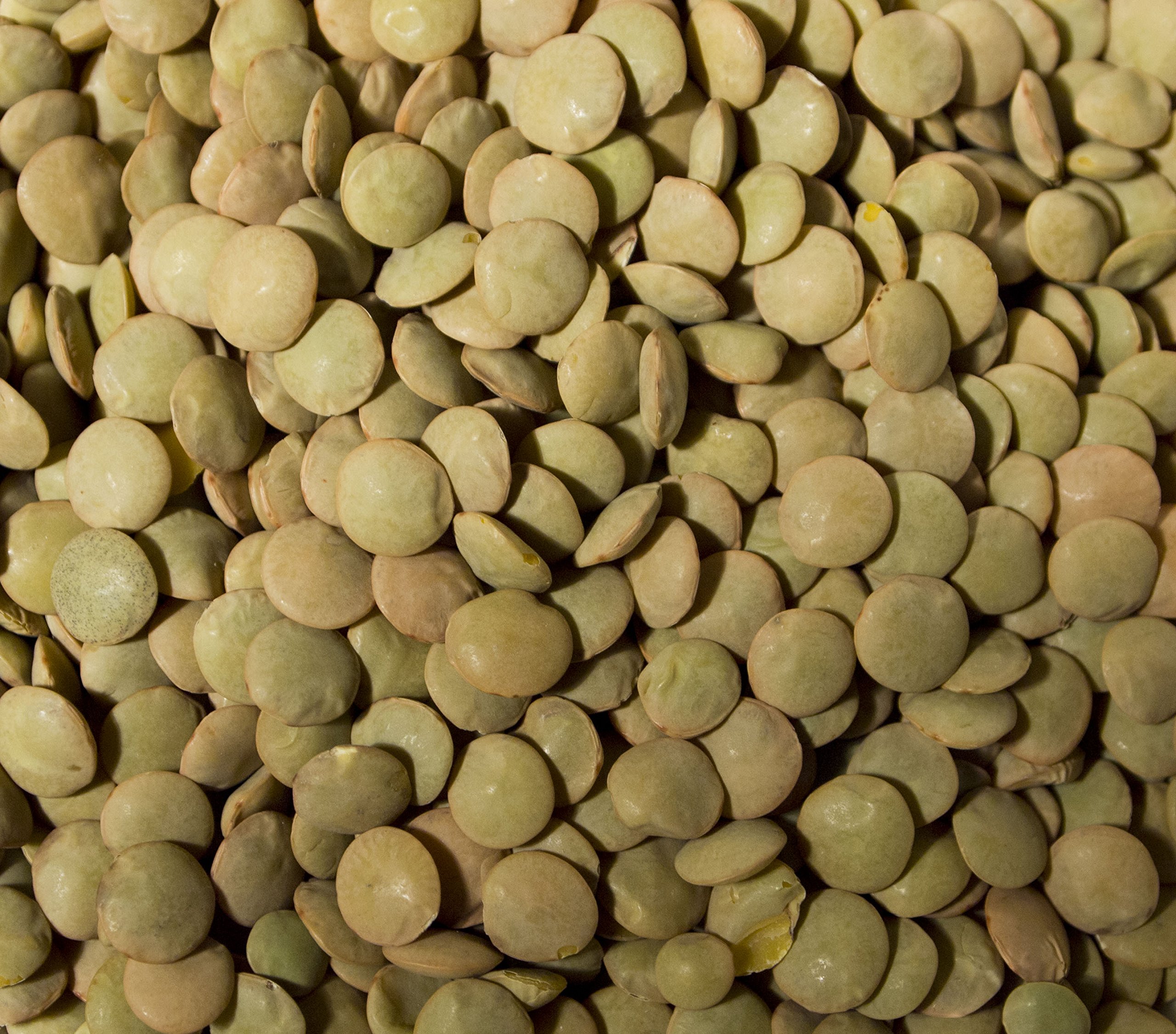 Premium USA Grown Dried Lentils - 20 LBS Bulk Wholesale Supply | High-Quality Pantry Staples for Home Cooking, Restaurants & Hotels | Perfect for Soups, Stews & Healthy Meals