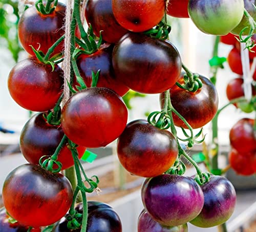 Organic Black Cherry Tomato Seeds (Solanum Lycopersicum) - 50+ Non-GMO Heirloom Seeds for Planting - Perfect for Home Gardens, Containers & Fresh Salads