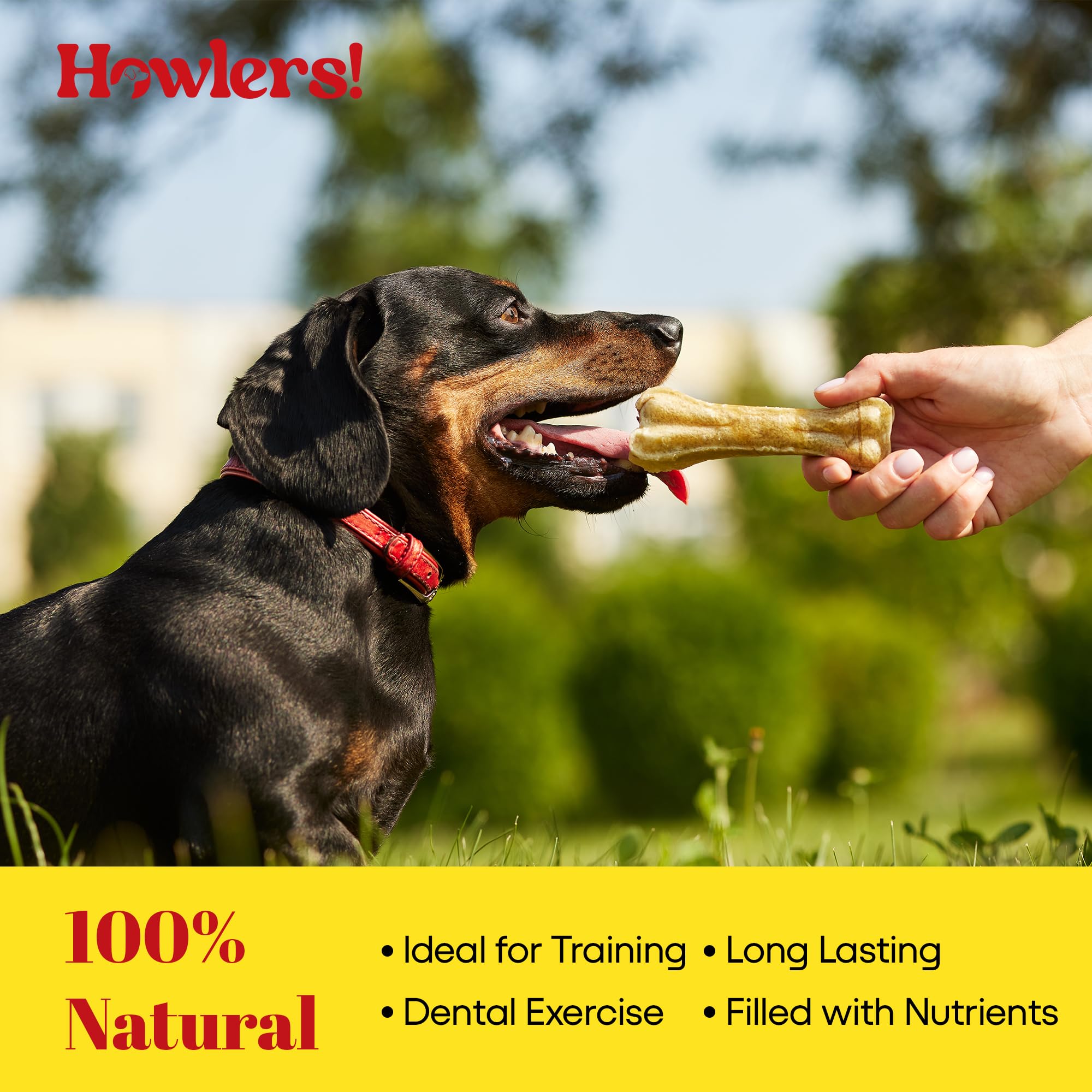 10 Inch Natural Giant Pressed Dog Bones - Pack of 10 | Long-Lasting Rawhide Chews for Dogs | All-Natural Ingredients | Perfect for Aggressive Chewers & Dental Health
