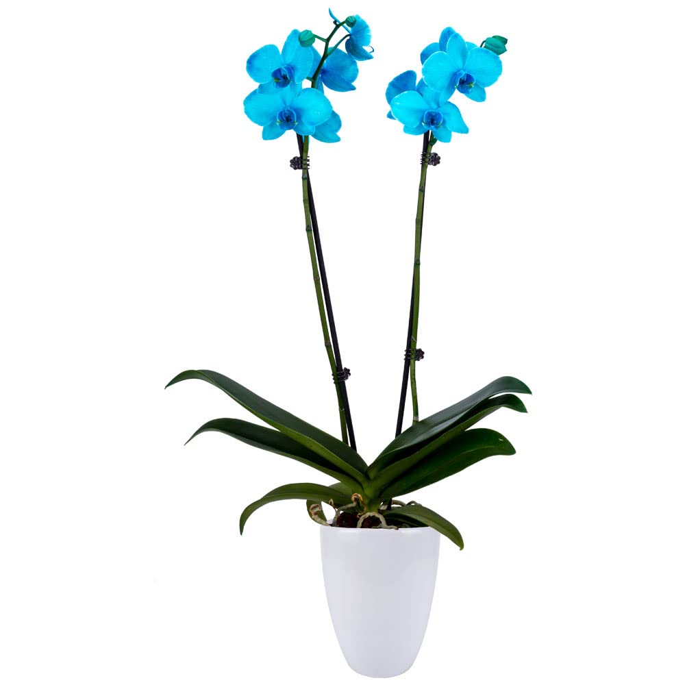 Premium Aqua Orchid Live Indoor Plant - 5 inch Blooms with Modern Pot, Fresh Flowering Home Decor for Anniversary, Birthday & Special Occasions | Perfect Gift for Home, Office & Wedding Decorations