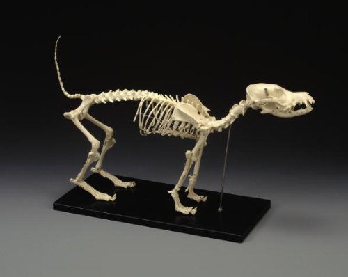 Realistic Canine Dog Anatomical Skull Model - Durable Composite Plastic for Veterinary Study, Halloween Decor & Pet Training - Perfect for Classrooms, Vet Clinics & Spooky Home Decor
