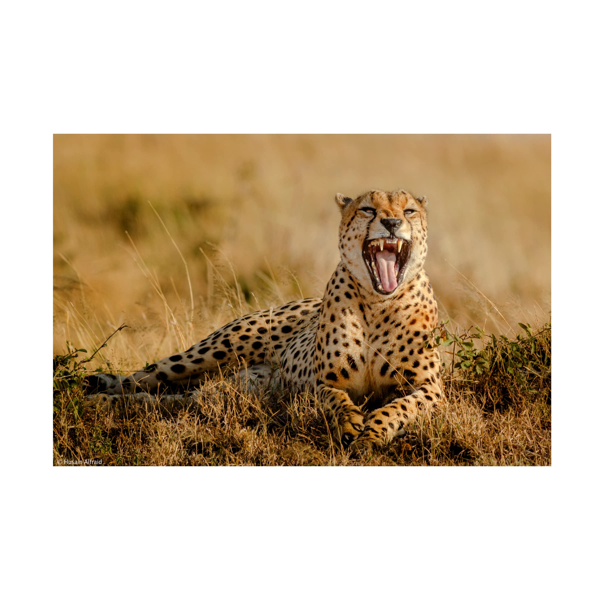 Trademark Fine Art 'Grumpy Morning' Canvas Wall Art by Husain Alfraid - Perfect for Living Room, Bedroom & Office Decor