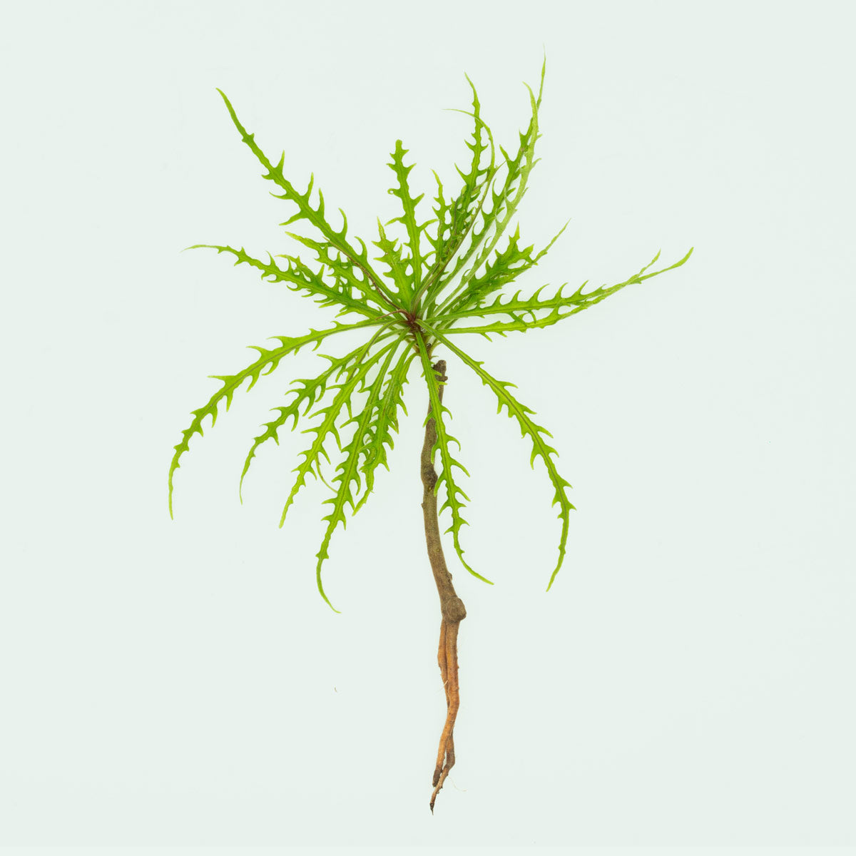 Labisia Pinnatifidum Green - Premium Herbal Plant for Natural Remedies & Wellness - Perfect for Home Gardens, Herbal Teas, and Traditional Medicine