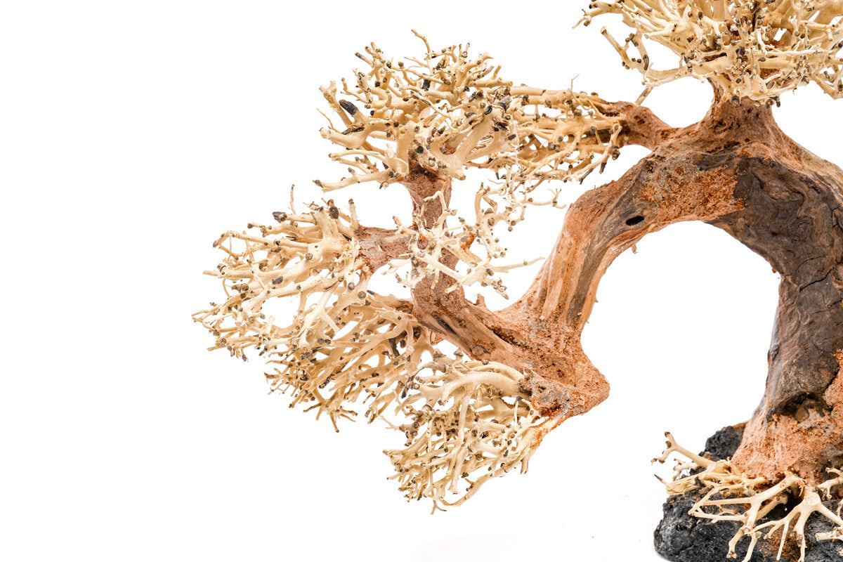 UNS Bonsai 006 - Premium Mini Bonsai Tree Kit for Home & Office Decor | Perfect for Zen Gardens, Desktop Decor, and Relaxation Gifts