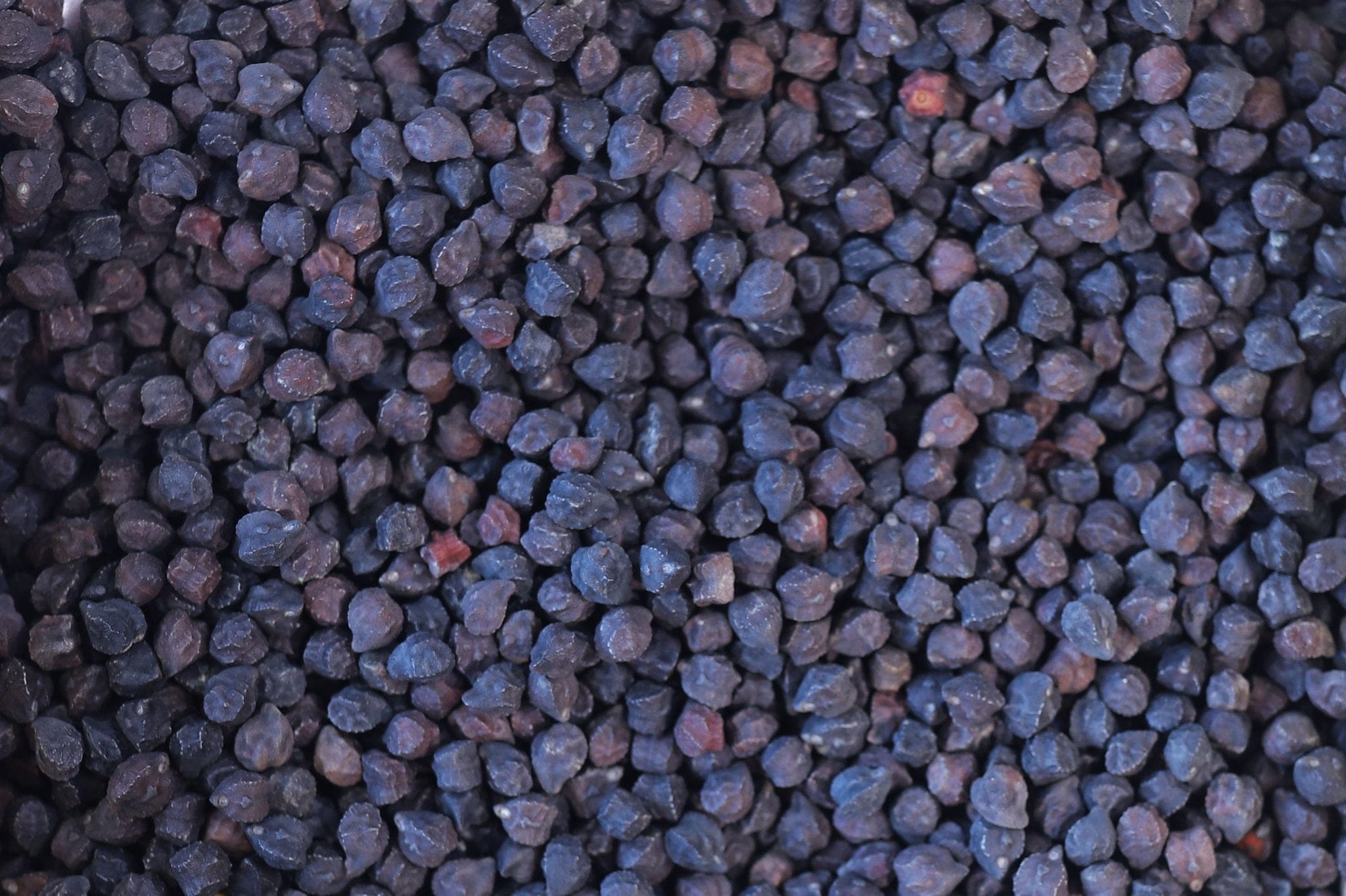 Organic Rancho Gordo Black Garbanzo Beans 1 lb | Premium Dried Chickpeas for Hummus, Salads & Stews | High-Protein Vegan Legumes for Healthy Cooking
