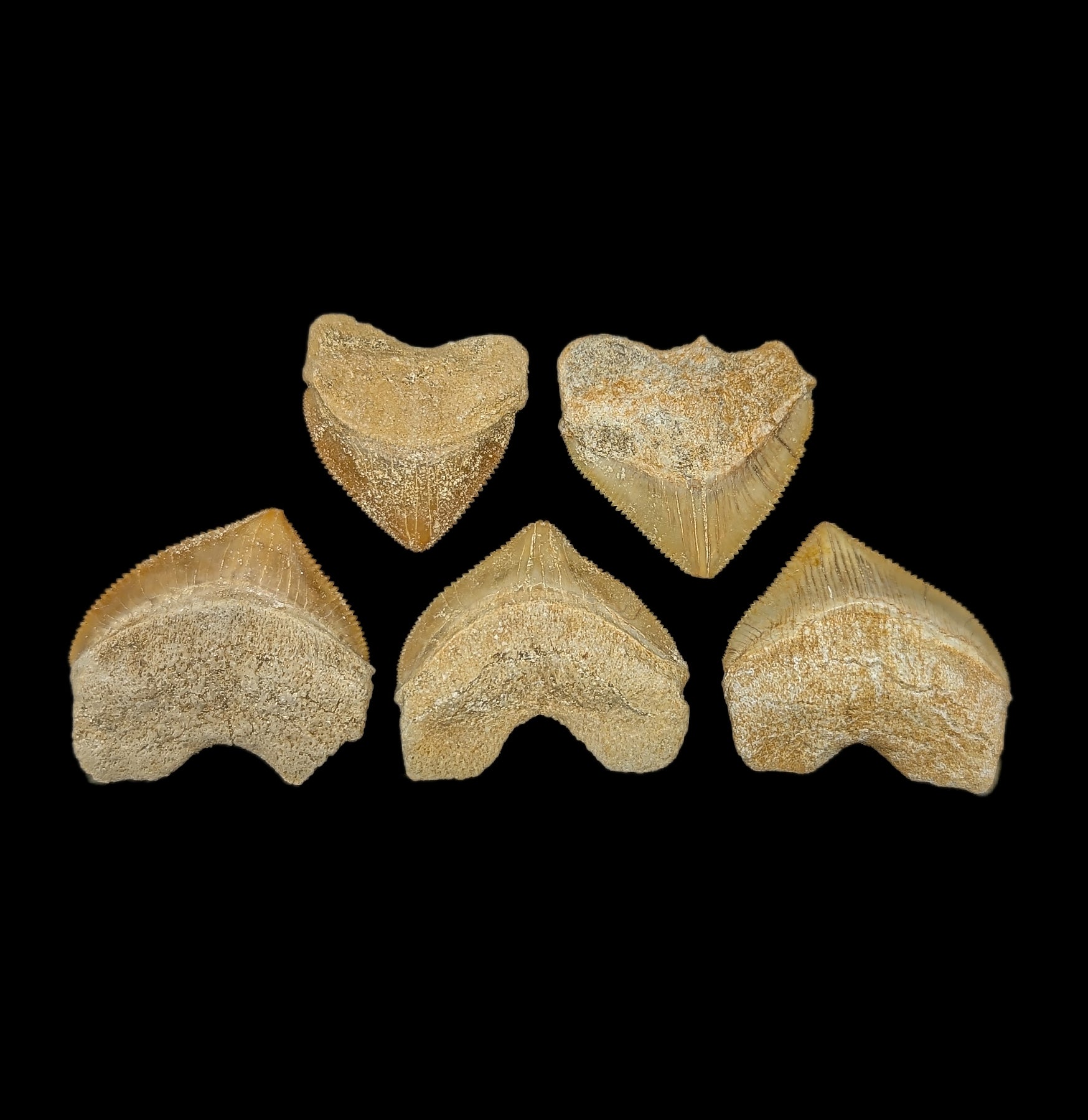 Authentic Fossilized Squalicorax Shark Tooth - Rare Cretaceous Shark Teeth Collection for Paleontology Enthusiasts & Home Decor Display