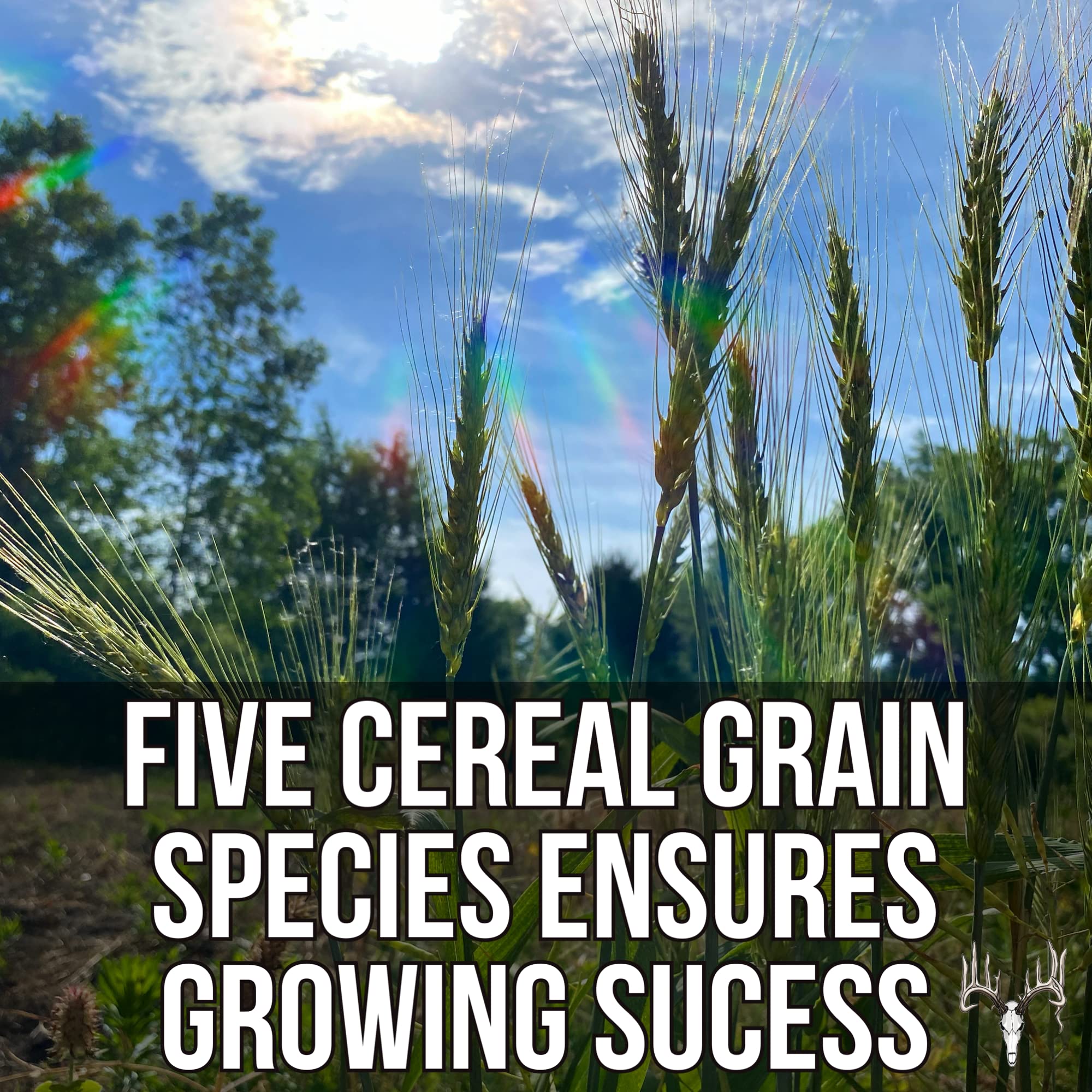 25LB Bulk Deer Food Plot Seed - Premium Mix of Cereal Grain Rye, Wheat, Triticale, Barley & Oats - Attracts Pheasant, Turkey, Dove & Wildlife - Ideal for Whitetail Hunting Food Plots, Pastures & Wildlife Habitats