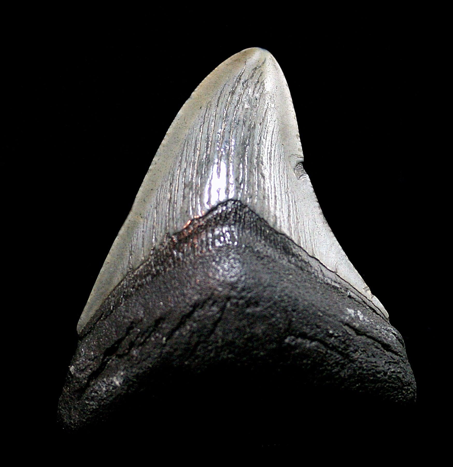 Authentic Megalodon Shark Tooth Fossil Specimen #25 - Perfect for Collectors, Paleontology Enthusiasts & Home Decor Display