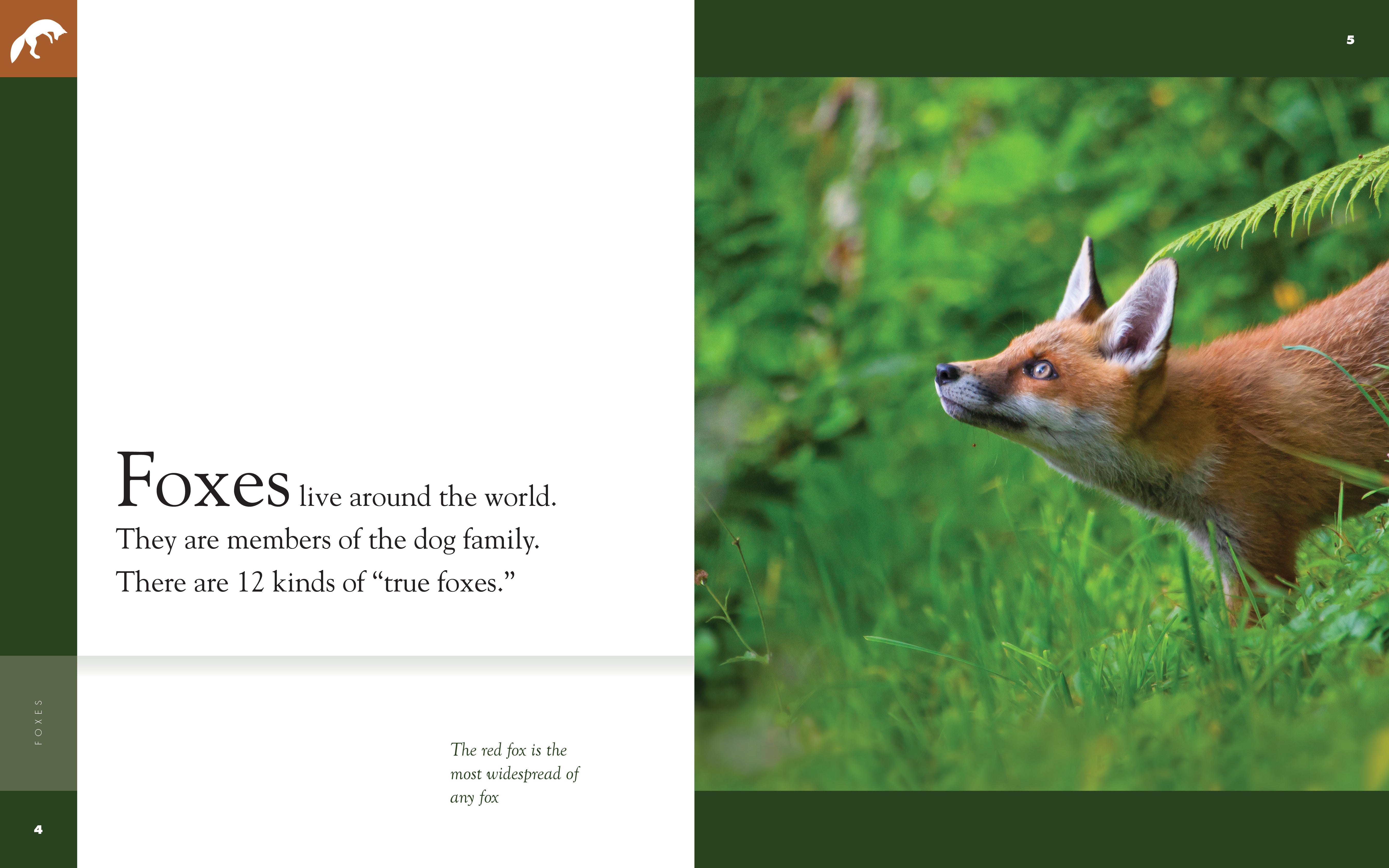 Amazing Animals (2014) - Foxes Documentary | Wildlife Nature Film | Perfect for Animal Lovers & Educational Screenings