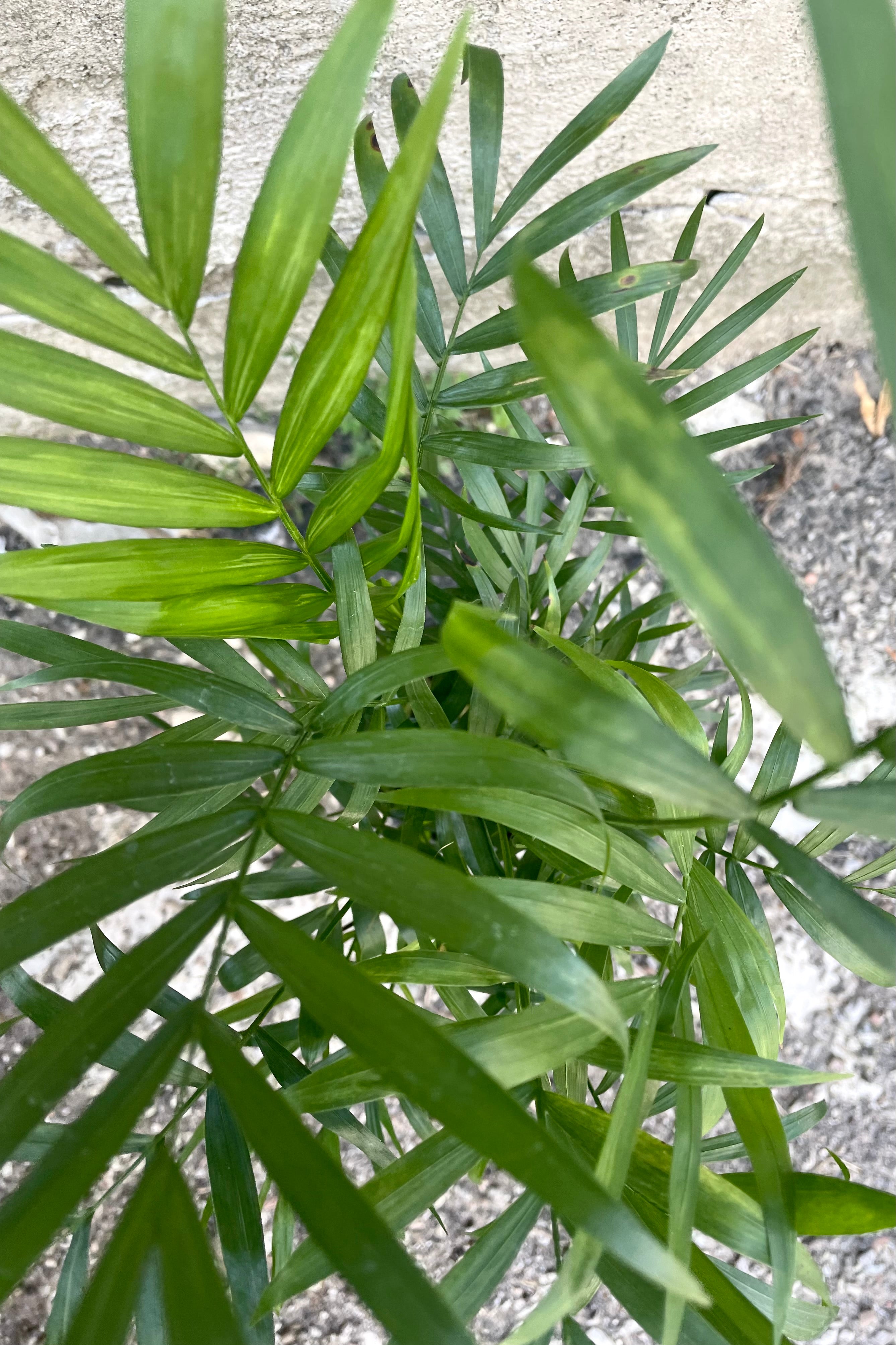 Chamaedorea Elegans Neanthe Bella Parlor Palm - 4