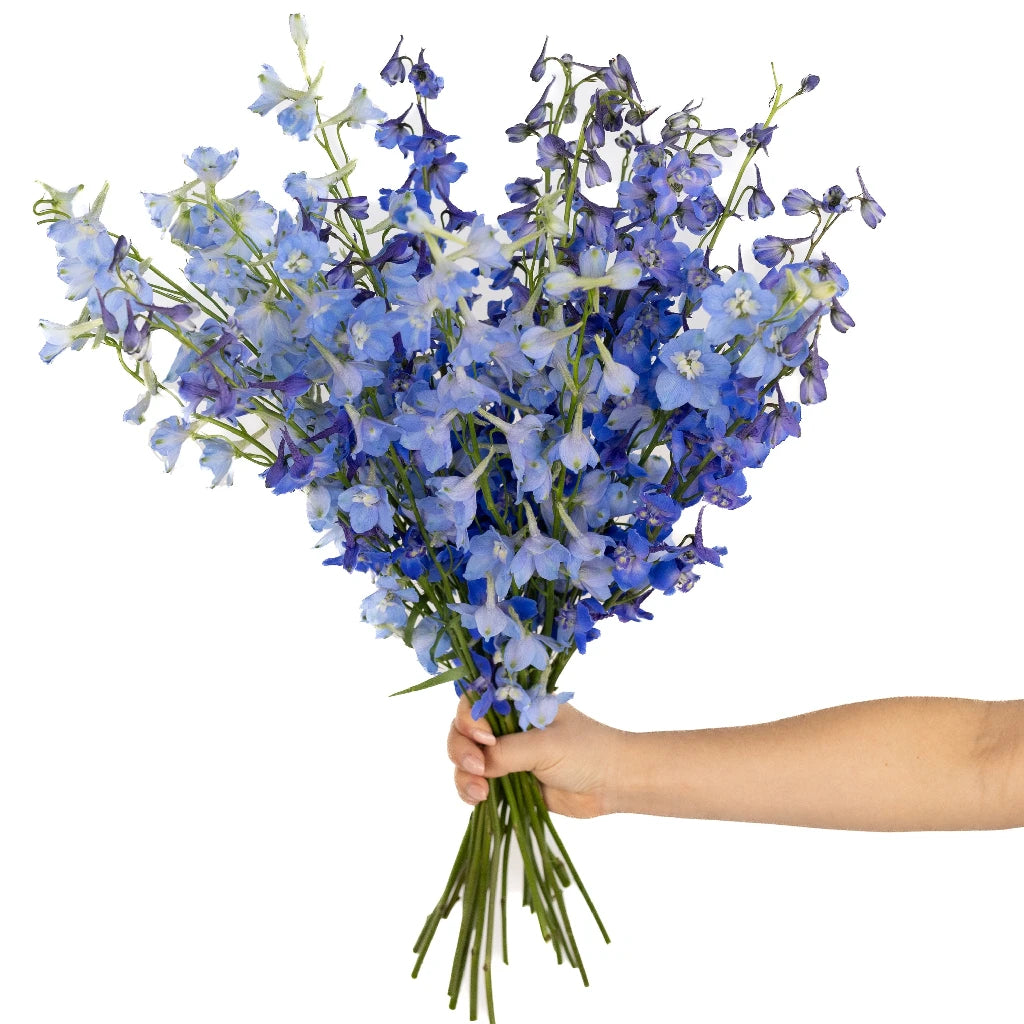 Premium Blue Assorted Designer Delphinium Flower Pack - Perfect for Wedding Bouquets, Home Decor & Garden Arrangements