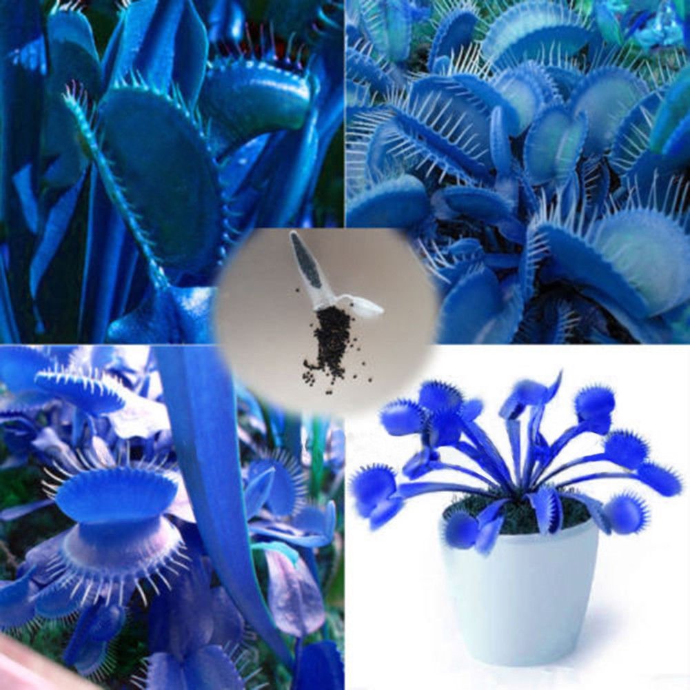 100Pcs Giant Venus Flytrap Seeds (Dionaea Muscipula) - Blue Variant for Carnivorous Plant Garden | Indoor/Outdoor Insect Control & Unique Home Decor