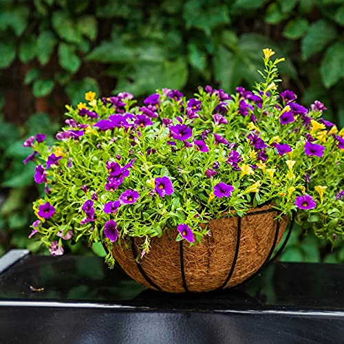 10 Inch Metal Hanging Flower Basket with Coconut Liner - Round Wire Butterfly Pattern Plant Holder with Chain for Outdoor, Patio, Lawn & Garden Decor - Perfect for Hanging Plants, Herbs & Flowers in Backyards, Balconies & Porches