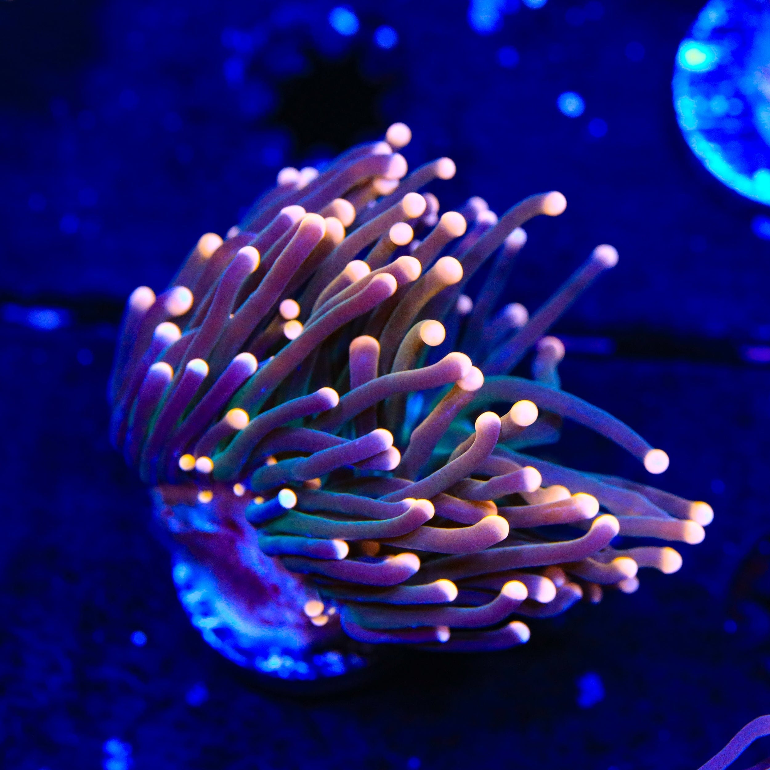 Free Bird Cristata Coral - Natural Coral Decor for Home & Office | Perfect for Aquariums, Terrariums, and Zen Gardens