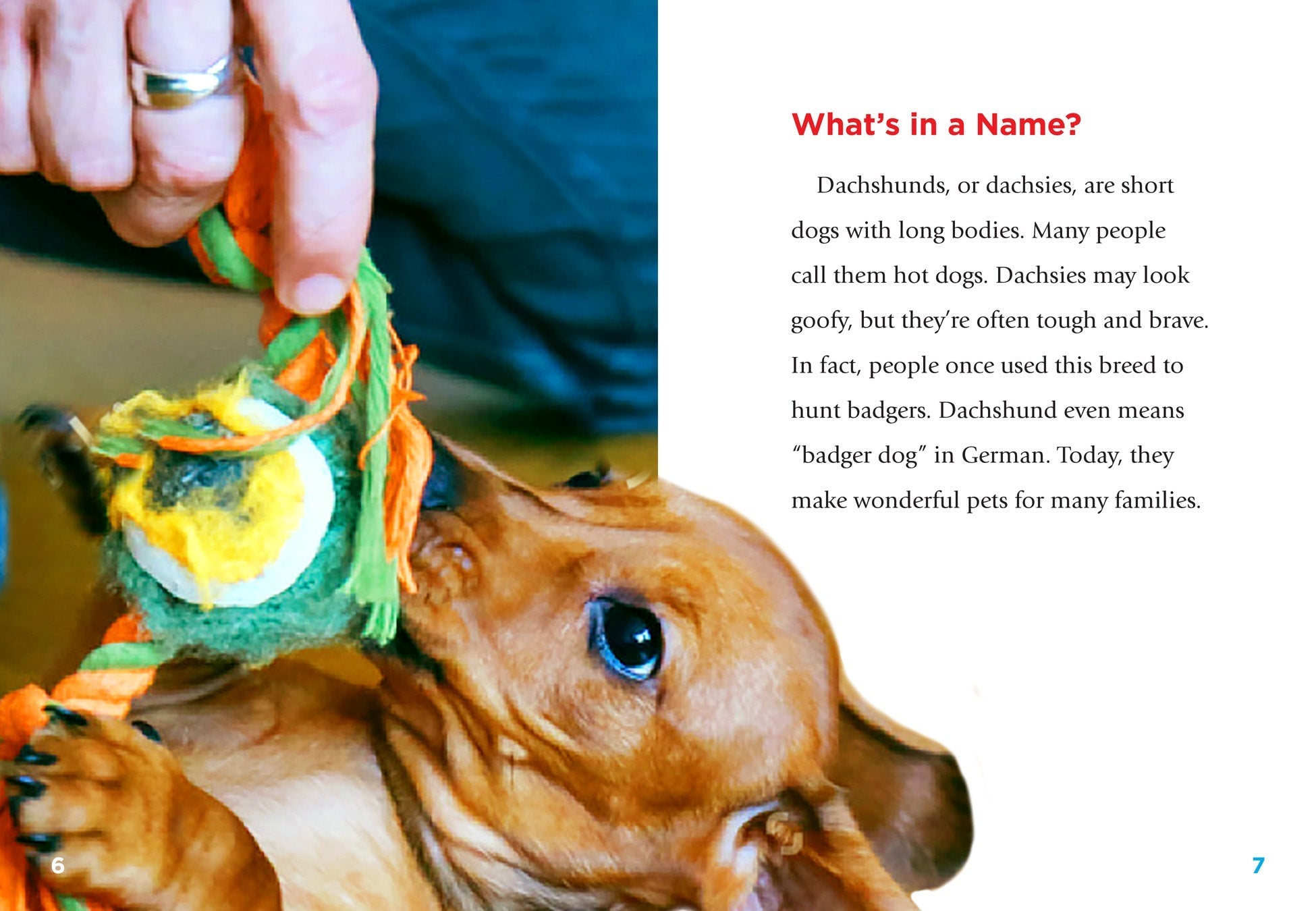 Dachshunds Dog Breed Book - 9781680724011 | Complete Guide for Owners & Lovers | Perfect for Training, Grooming & Pet Care
