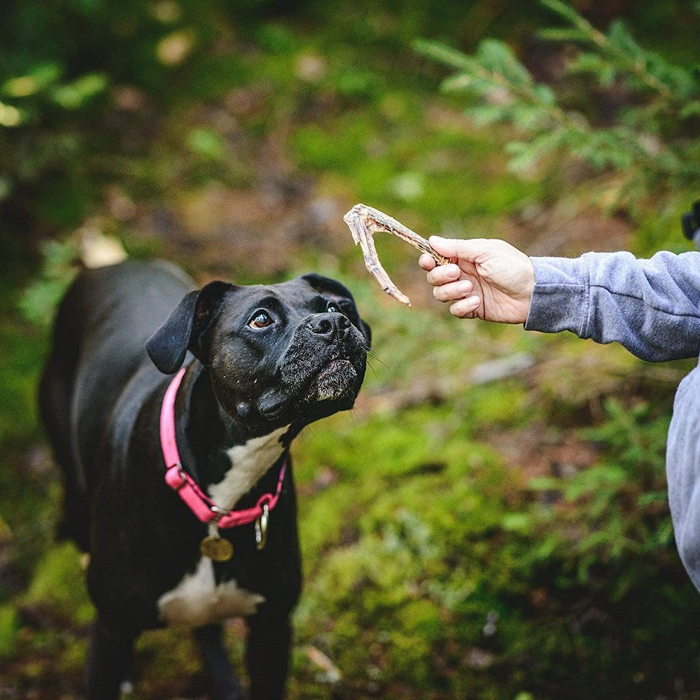 Premium Duck Wing Dog Treats - All-Natural, Grain-Free Chews for Dogs - High-Protein Training Snacks & Dental Health - Perfect for Small, Medium, Large Breeds - Great for Training, Rewards & Teeth Cleaning
