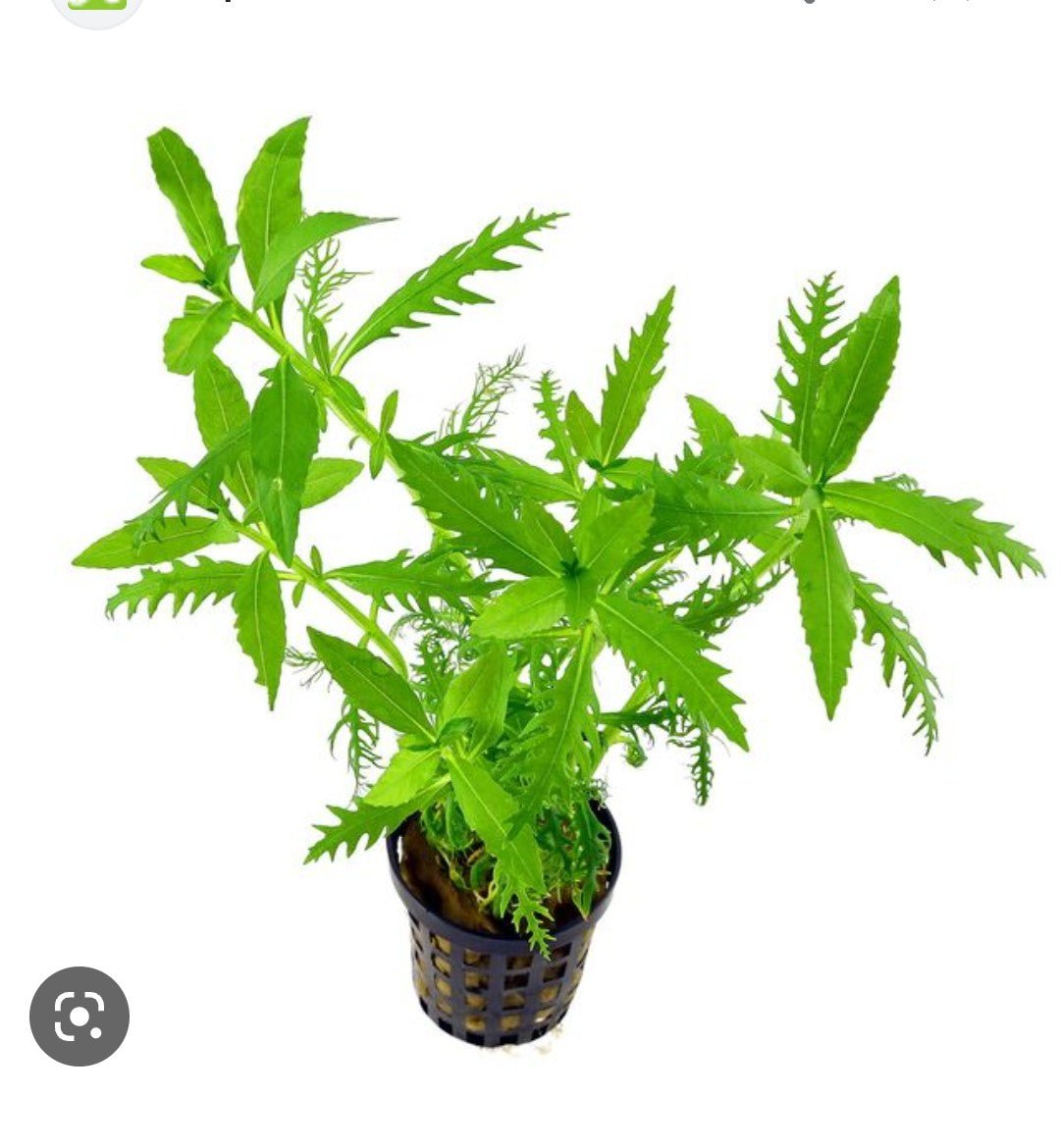 TCulture Hygrophila Balsamica Live Aquarium Plant - Freshwater Aquatic Plant for Fish Tanks, Ponds & Aquascaping (Potted)