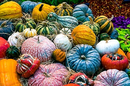 Decorative Pumpkin Seed Mix - Non-GMO Ornamental Squash & Gourd Seeds (10 Pack) for Planting, Fall Home Decor, Thanksgiving Centerpieces & Garden Landscaping