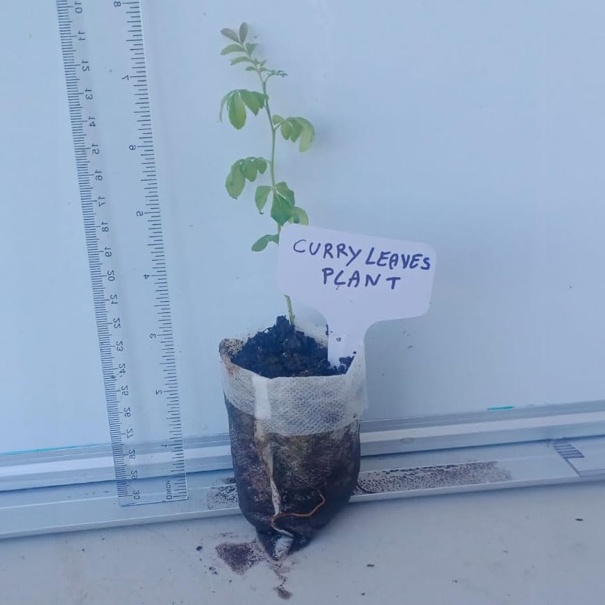 Curry Leaf Plant (Murraya Koenigii) - Live Fragrant Edible Herb for Indian Cooking | Easy to Grow Indoor/Outdoor | Perfect for Curry, Chutneys & Ayurvedic Recipes