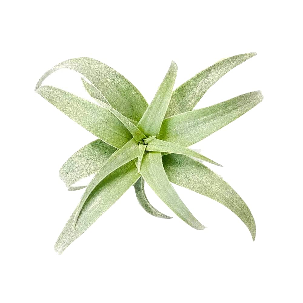 Low Maintenance Live Air Plants Variety Pack - 2'' Long Nana Air Plant | Unique Collection of Different Species | Perfect for Home Decor, Office Desk & Terrariums | Gift Box Included