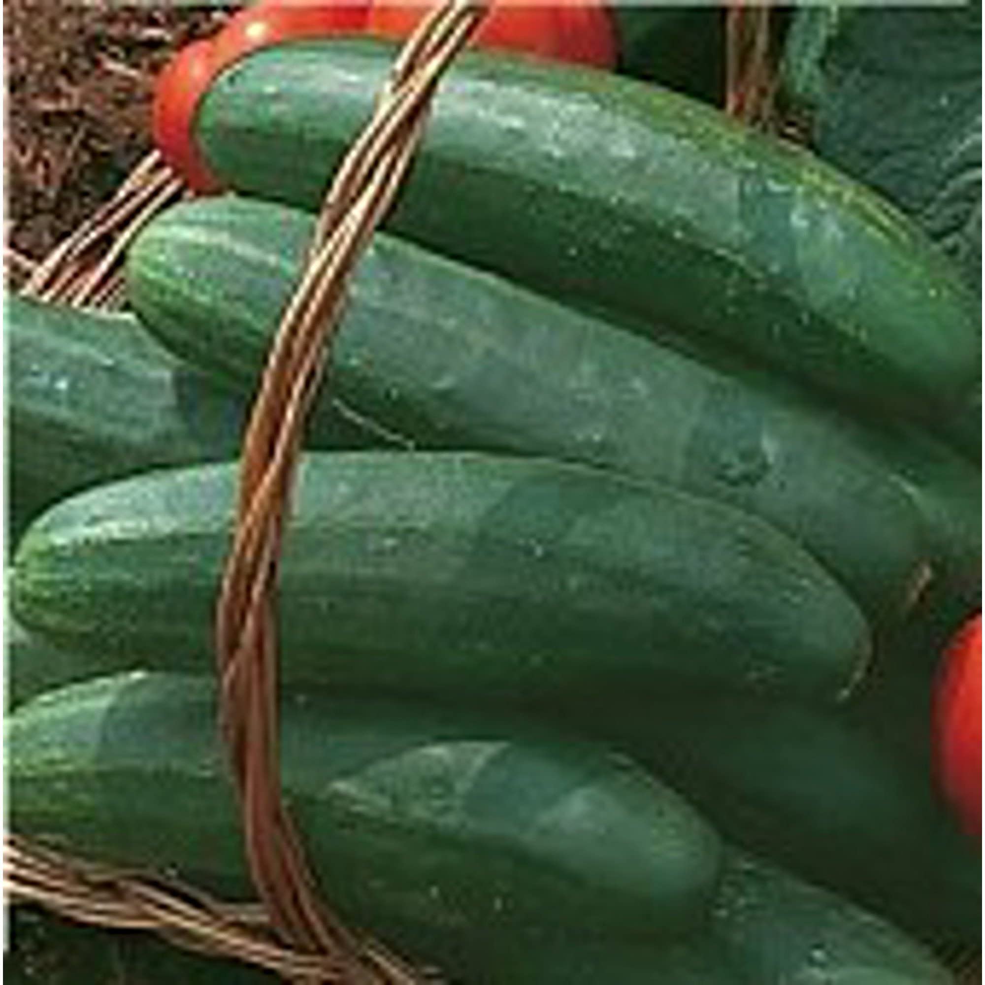 Organic Bush Crop Cucumber Seeds (20+ Seeds) | Non-GMO, Heirloom Vegetable Seeds for Planting | Home Garden, Greenhouse, Container Gardening | Fresh Salads, Pickling & Healthy Snacks