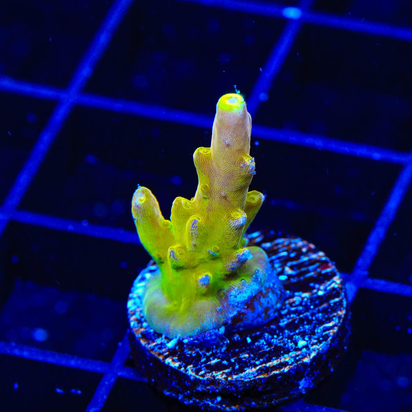 Premium CB Golden Jawdropper Acropora Coral for Saltwater Aquariums - Vibrant Coral for Reef Tanks & Marine Displays