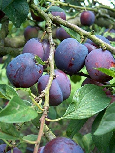 Damson Plum Tree Live Plant - Prunus Domestica Blue Plum Fruit Tree for Home Garden | Healthy Nursery-Grown Live Plant for Landscaping, Backyard Orchard & Fresh Fruit Harvesting
