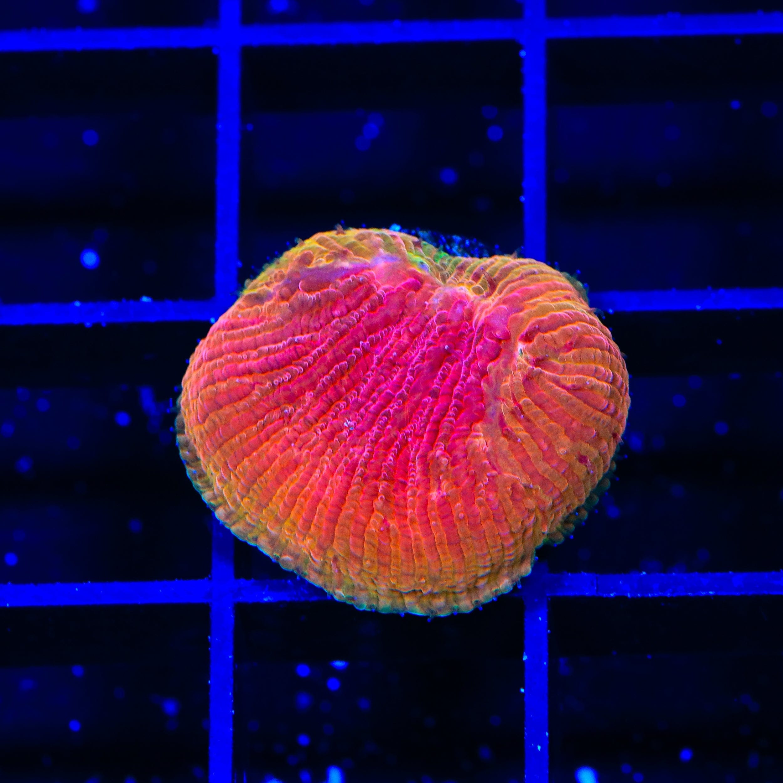 Diablo Diaseris Plate Coral for Saltwater Aquariums – Vibrant Coral for Reef Tanks & Marine Displays
