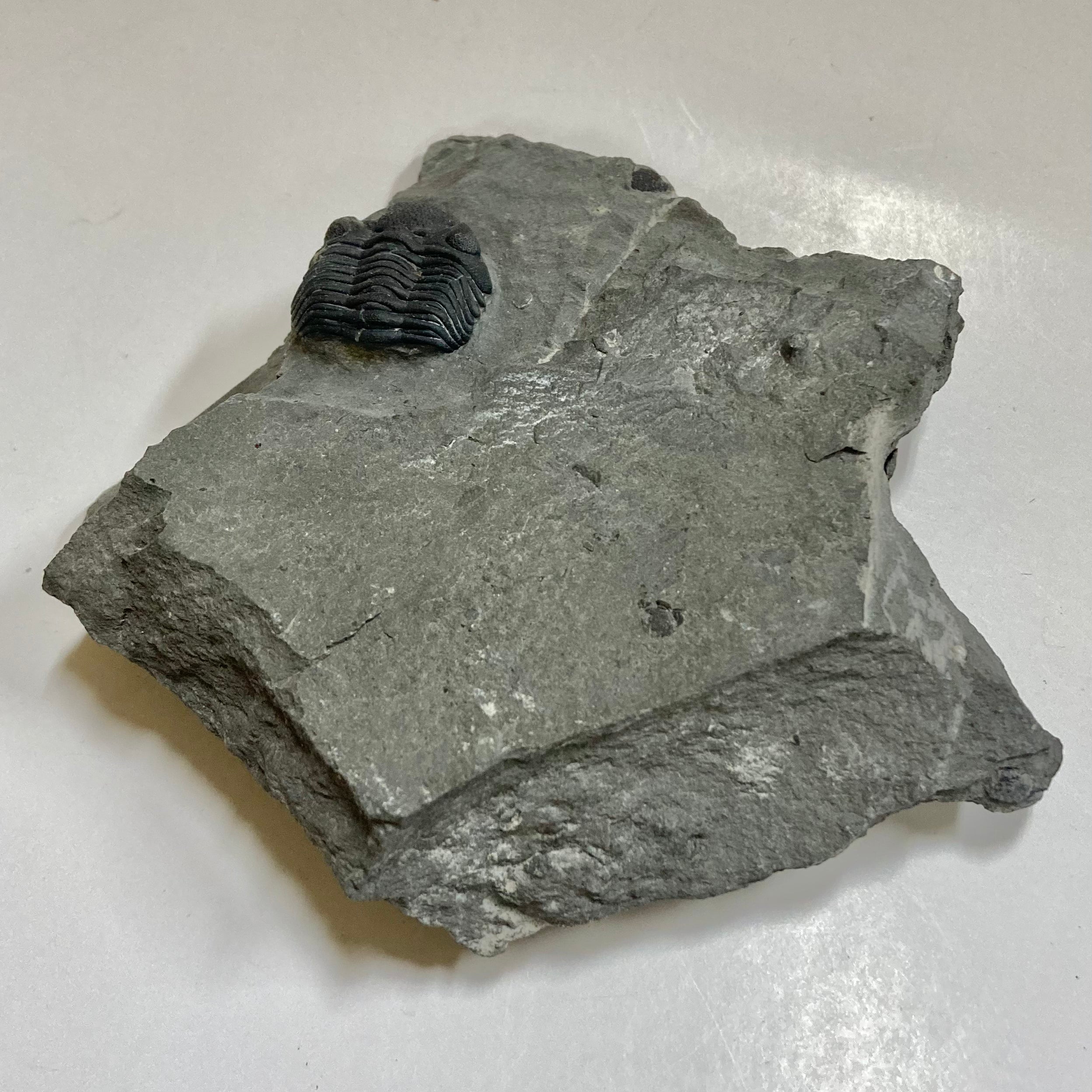 Eldredgeops [Phacops] Rana Trilobite Fossil - Rare Devonian Era Specimen for Collectors & Paleontology Enthusiasts | Perfect for Display, Education & Gifts