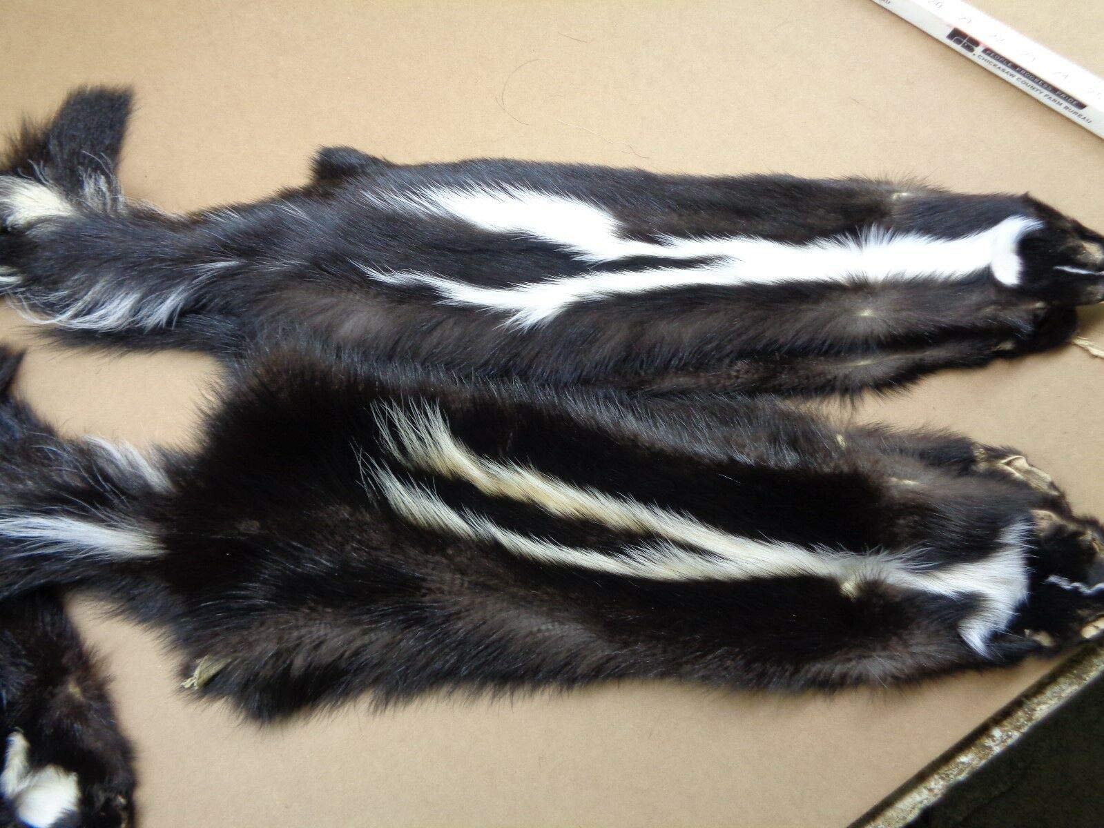 Premium Real Large Tanned V-Stripe Skunk Hide Fur Pelt with Face & Tail - 28-32