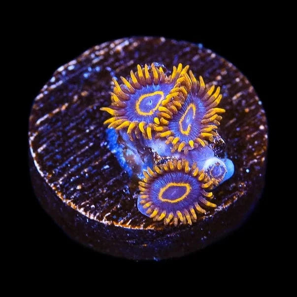 Premium Blue Macaw Zoanthids Coral for Saltwater Aquariums – Vibrant Coral for Reef Tanks & Marine Displays