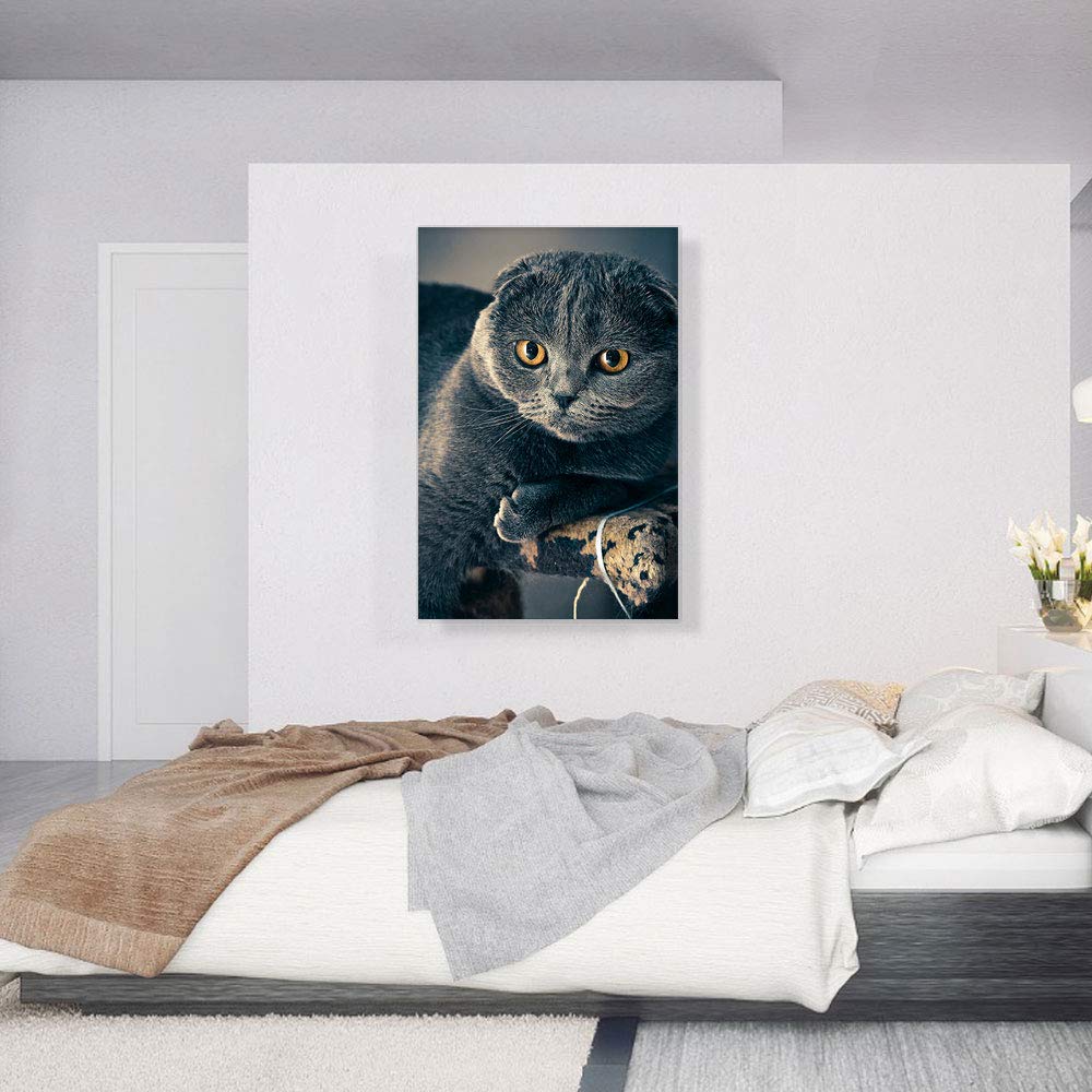 Scottish Cat Canvas Art Print - Stretched Framed Wall Decor Painting (40x26 Inch) - Premium Giclee Home Decor for Living Room, Bedroom & Office