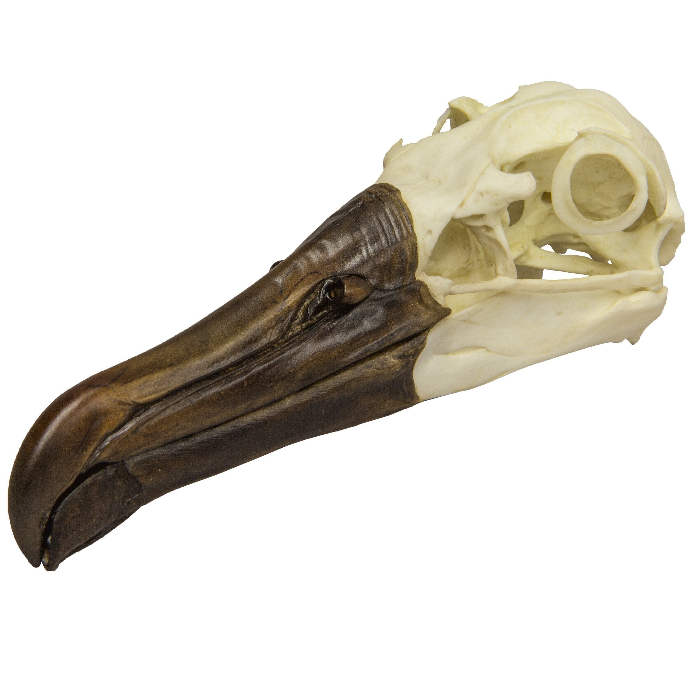 Authentic-Looking Black-Footed Albatross Skull Replica - Perfect for Halloween Decor, Gothic Home Decor, and Educational Displays