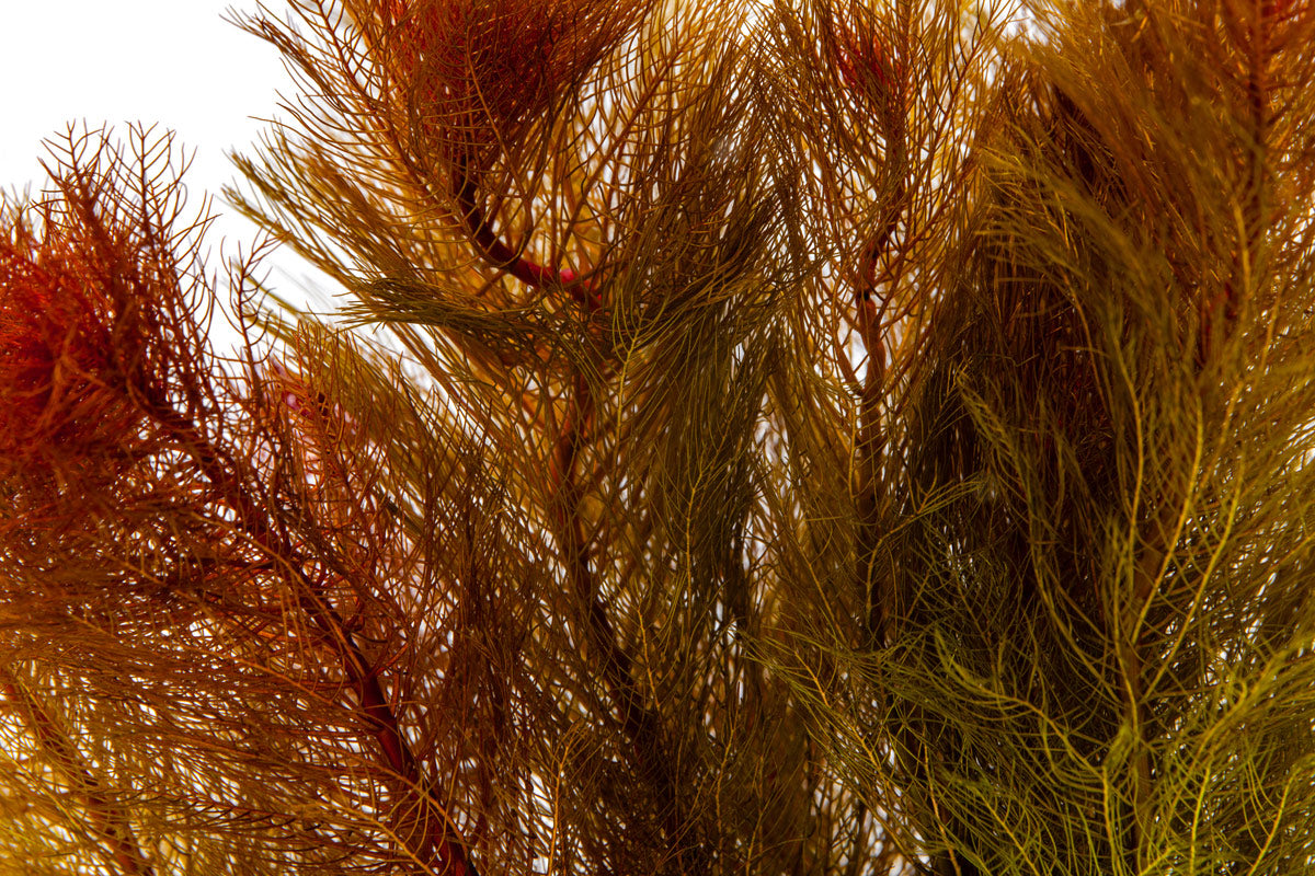 Myriophyllum Tuberculatum Aquatic Plant for Aquariums & Ponds | Oxygenating Live Plant for Fish Tanks | Perfect for Freshwater Aquascaping & Water Gardens
