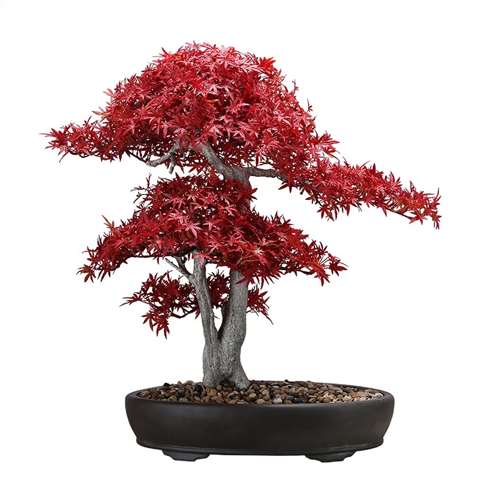 IAOHUO Artificial Red Maple Bonsai Tree - Realistic Fake Plant for Japanese Restaurant Decor, Sushi Bar, Tea Room & Home Decoration | Lifelike Simulation Plant for Zen Garden, Office Desk & Interior Design