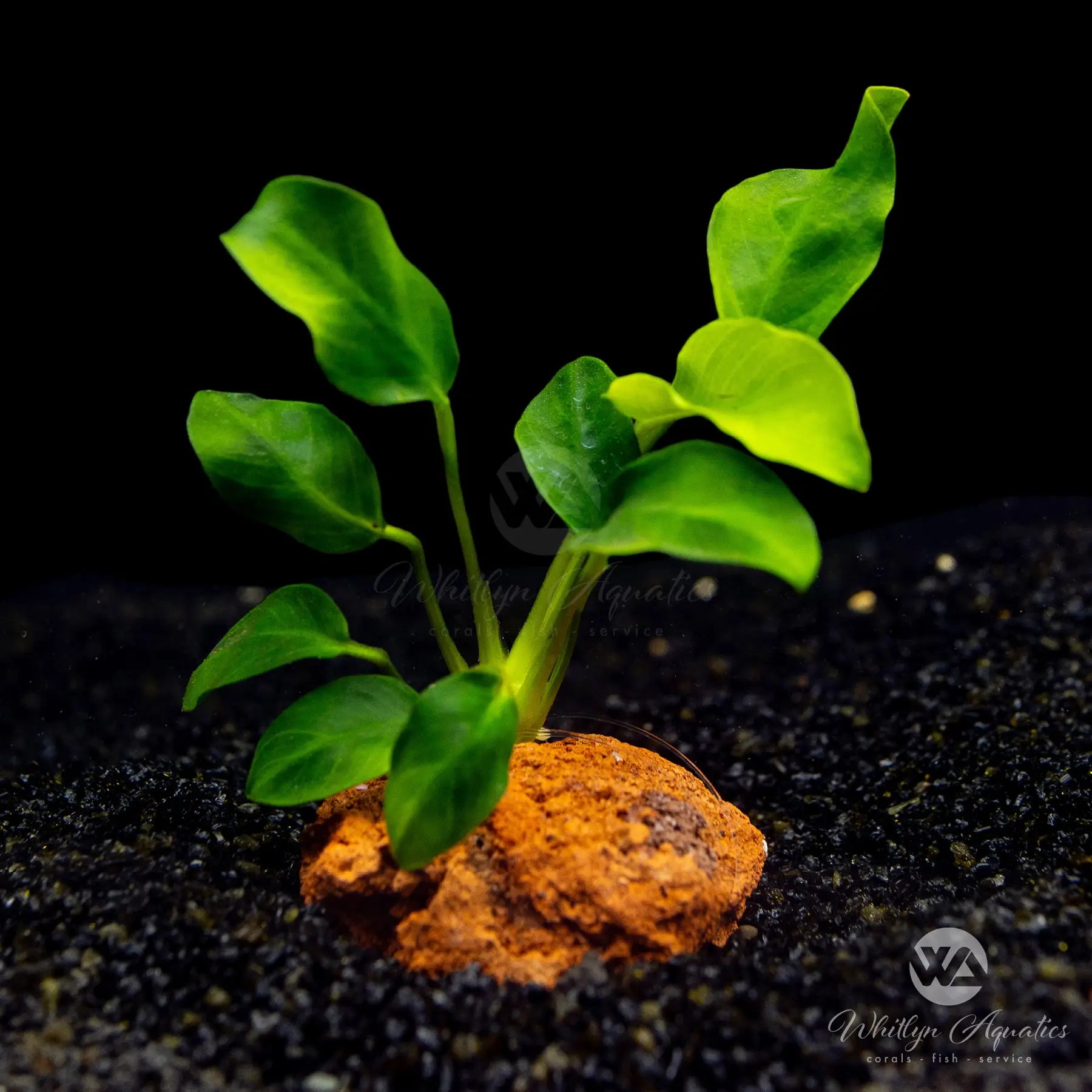 Anubias Barteri var. Glabra Minima - Small Aquatic Plant for Freshwater Aquariums | Perfect for Nano Tanks, Aquascaping & Low-Light Environments