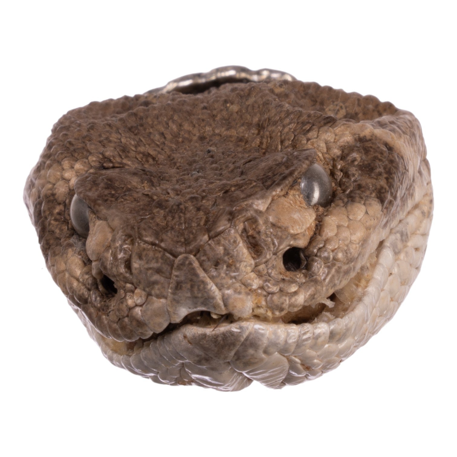 Freeze Dried Rattlesnake Keychain - Unique Reptile Souvenir & Gift for Outdoorsmen, Snake Lovers - Perfect for Hiking, Camping, and Adventure Enthusiasts