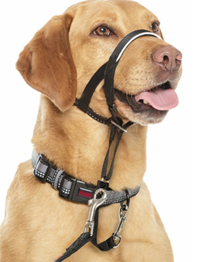Halti Headcollar for Dogs - Gentle No-Pull Dog Harness in Black | Perfect for Training, Walking & Controlling Strong Pullers
