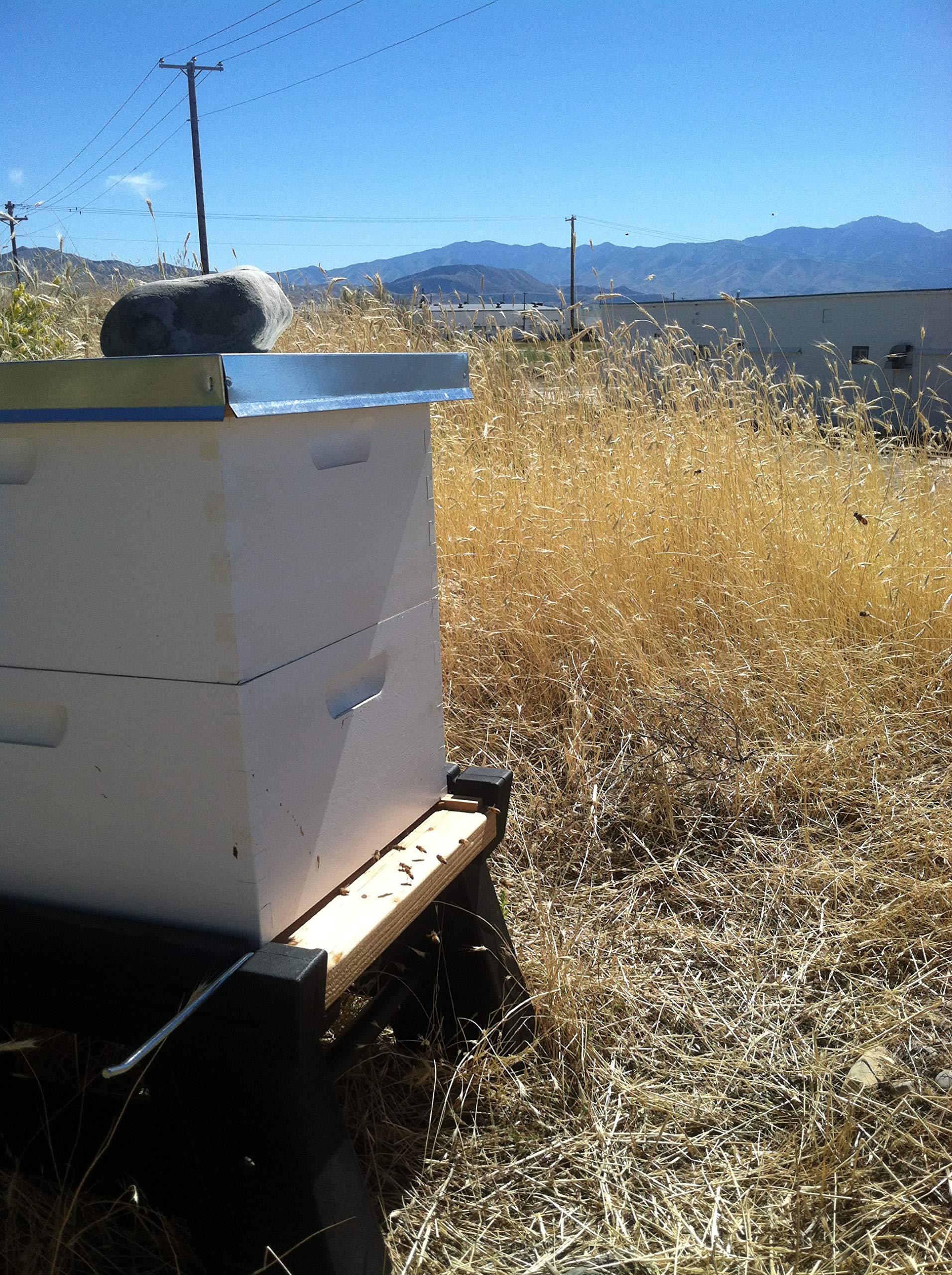 Harvest Lane Honey WWBCD-101 10-Frame Deep Brood Box with Wax Coated Foundations - Premium Beehive Kit for Beekeeping & Honey Production