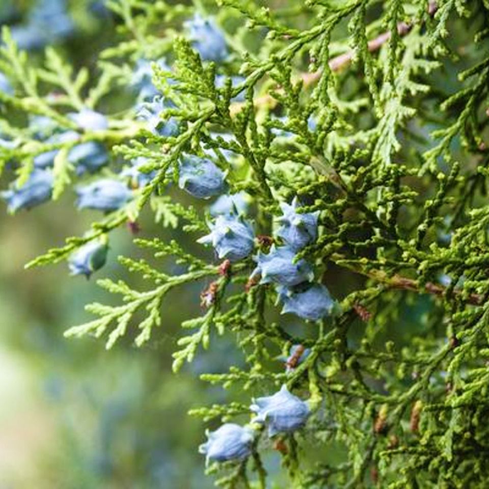 Premium Blue Cypress Essential Oil (Callitris Intratropica) - 100% Pure Therapeutic Grade for Aromatherapy, Massage & Stress Relief