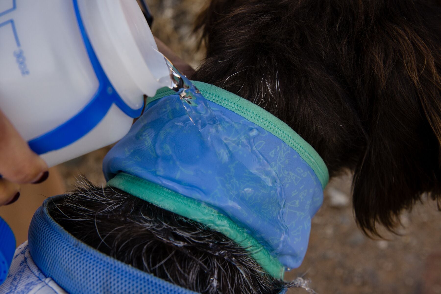 Ruffwear® Swamp Cooler Neck Gaiter - Cooling Bandana in Aqua Green & Purple for Hiking, Running & Outdoor Activities | Evaporative Cooling Technology for Dogs & Humans