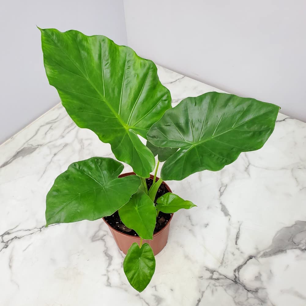 Alocasia Borneo Giant Elephant Ear Plant - Large Tropical Foliage Houseplant in 3 Gallon Pot (28-34