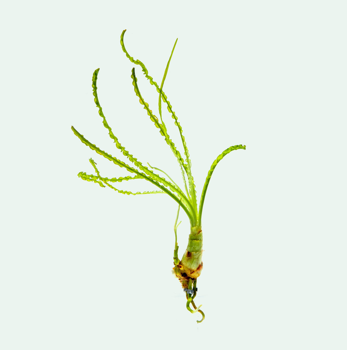Crinum Calamistratum Live Aquarium Plant - Freshwater Aquatic Plant for Fish Tanks & Aquascaping | Perfect for Home & Office Aquariums