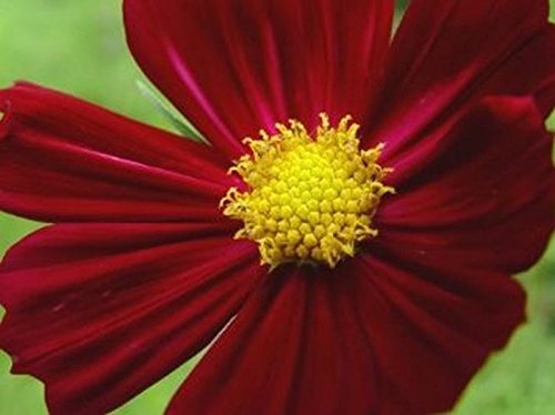 Cosmos 'Dazzler' Flower Seeds - 50 Count, Large Bright Crimson-Red Blooms with Vibrant Yellow Centers | Perfect for Garden Borders, Cut Flower Arrangements & Pollinator Gardens